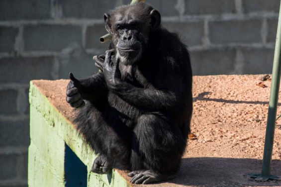 La chimpancé Cecilia mejora cada día más en un santuario de Brasil