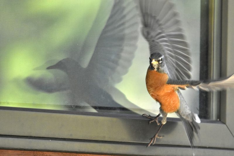 Aves capaces de atacar humanos