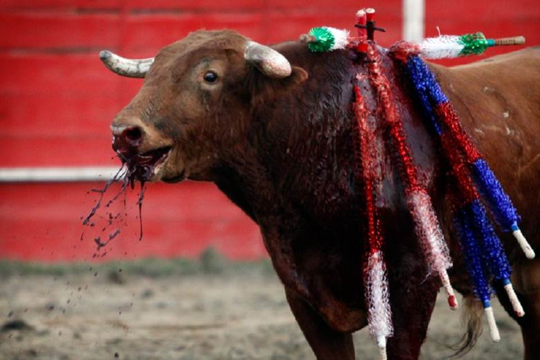 Podemos único partido que vota la prohibición de los toros en Cantabria
