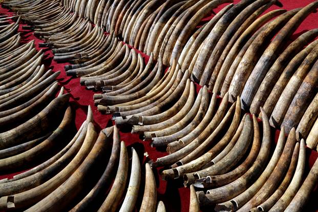 Solo quedan 415.000 ejemplares de elefantes en el planeta