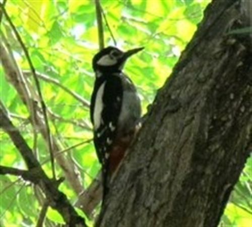 La barrera de 50 decibelios limita la diversidad de aves urbanas