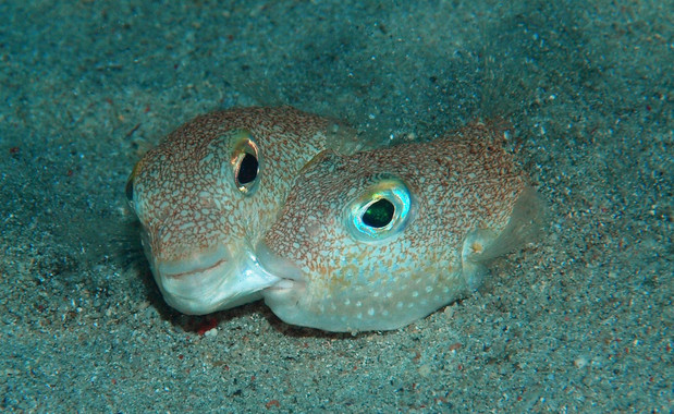 Top 10 de nuevas especies