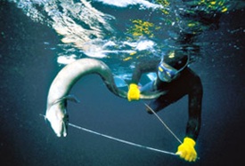 Los recortes en la vigilancia de las reservas marinas acarrearán pérdidas económicas