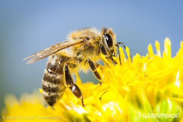 El 75% de las muestras de miel de todo el mundo contienen neonicotinoides #SOSabejas