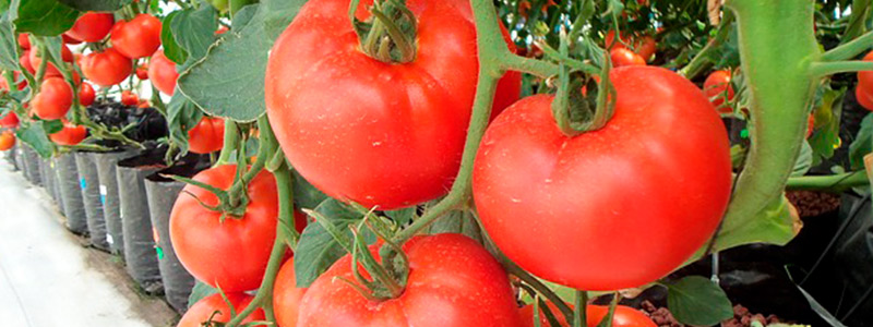 Desarrollan biopolímeros a partir de la cáscara de jitomate