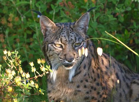 Hallado el cadáver de un lince ibérico en la Dehesa de Abajo (Sevilla)