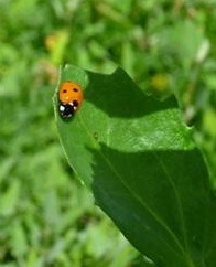 La planta invasora Baccharis Halimifolia