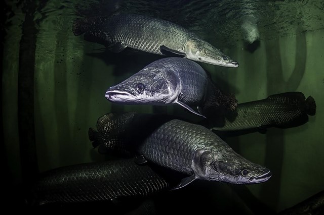 Innovadora prueba piloto en el Acuario Fluvial de Zaragoza para eliminar nitratos tóxicos para los peces