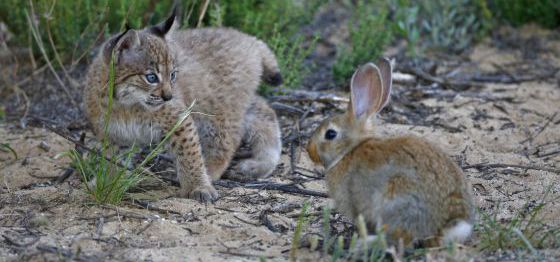 Detenidos casi 20 cazadores furtivos en la zona de hábitat del lince ibérico