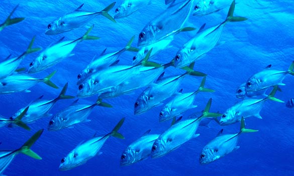 Primera red de vigilancia ambiental submarina de España