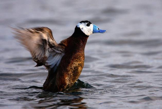 Europa avisa que el 17% de aves está amenazada