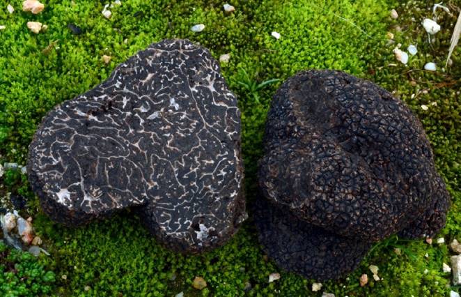 Por qué la trufa negra favorece el desarrollo de las encinas