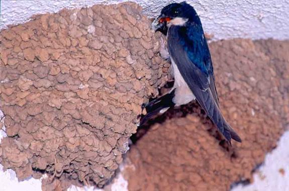 El cambio climático y los parásitos en las aves