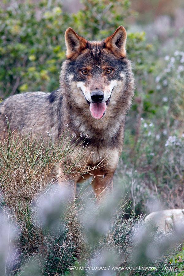 Lobo ibérico: por un censo fiable para la conservación de la especie