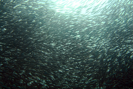 Las sardinas migran hacia el norte por el calentamiento de los océanos