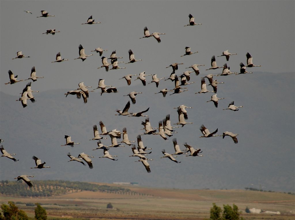 Ecologistas recibirán a las grullas que invernan a Extremadura