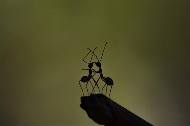 Descubre tu ‘asombroso’ jardín (VIDEO)