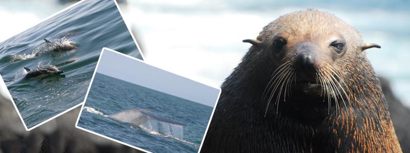 Elaboran atlas nacional de mamíferos marinos