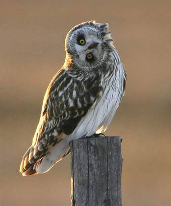 Cómo giran los búhos la cabeza hasta 270 grados