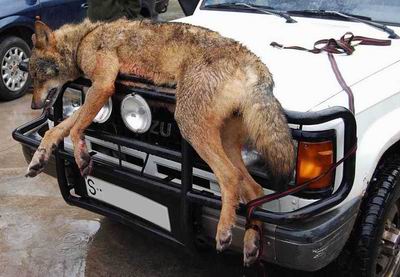 Los que ‘matan para divertirse’ ya se pueden olvidar del lobo en Cantabria