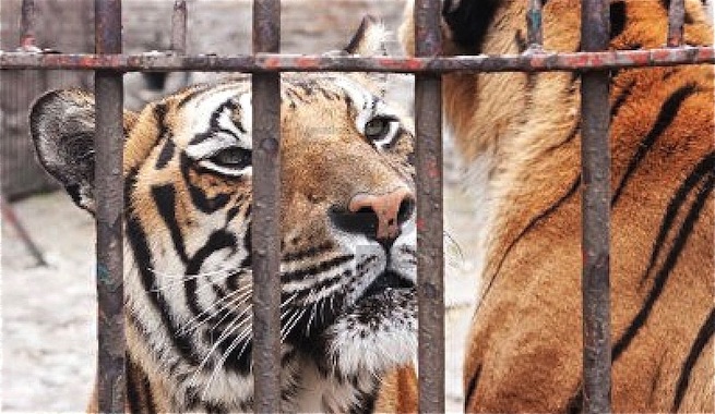 Un lugar para los tigres del circo (Ver VIDEO)