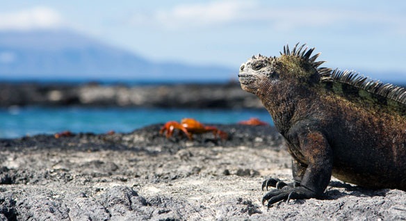 Lagartos náufragos confirman el efecto fundador