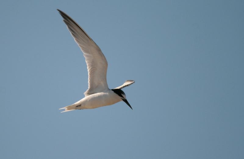 Celebración del día mundial de las aves