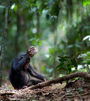Los grupos de chimpancés salvajes tienen diferencias culturales entre ellos