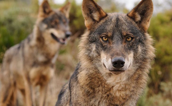 El nuevo estatus del lobo ibérico no es un ‘capricho’ del gobierno