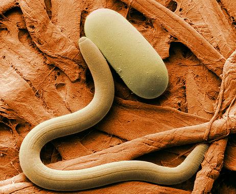 Los gusanos nematodos utilizan el propio sistema inmune de las plantas para atacarlas