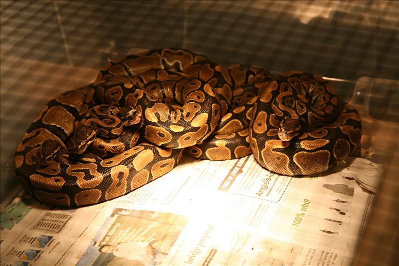 Piden prohibir las decapitaciones en el concurso de pitones organizado en Florida