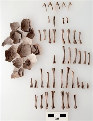 Pavos como los de Acción de Gracias eran domésticos hace 1.500 años