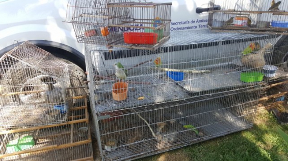 60 animales rescatados del tráfico ilegal en Mendoza