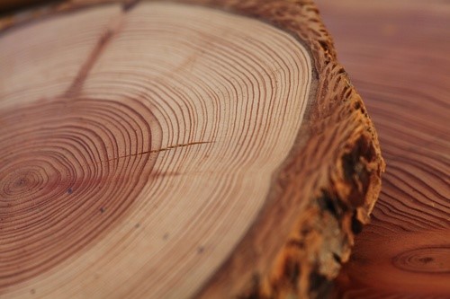 Innovaciones españolas en dendrocronología