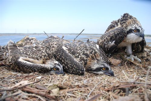 El águila pescadora se consolida como emblema de la Reserva de la Biosfera de Marismas del Odiel