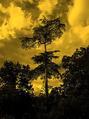 Las emisiones mundiales de CO2 aumentaron en el 2008 casi un 2%