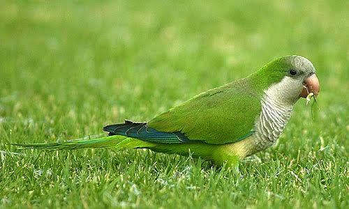 Censo nacional de cotorra argentina