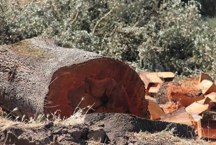 Berkeley Minera es un ‘puntal’ de la conservación del medio ambiente según sus responsables…