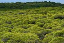 Andalucía actuará en 5.000 hectáreas con 1.800 km de cortafuegos para prevenir incendios forestales