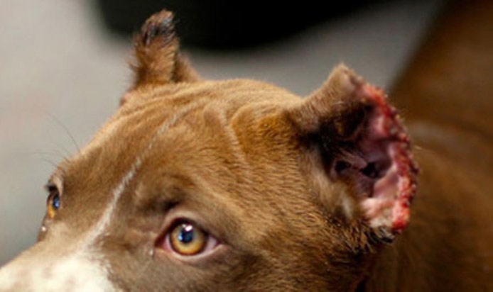 El fiscal de Medio Ambiente pide cárcel para un acusado de cortar orejas y rabos a perros sin sedación en Huelva