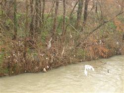Euskadi. Goieki arranca una campaña para limpiar de plantas exóticas los ríos del Goierri