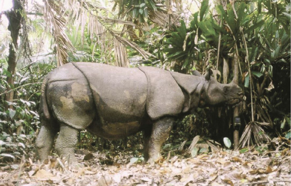 Los desastres naturales amenazan a los últimos rinocerontes de Java