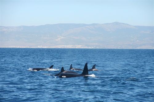 Circe crea un catálogo de cetáceos del sur peninsular