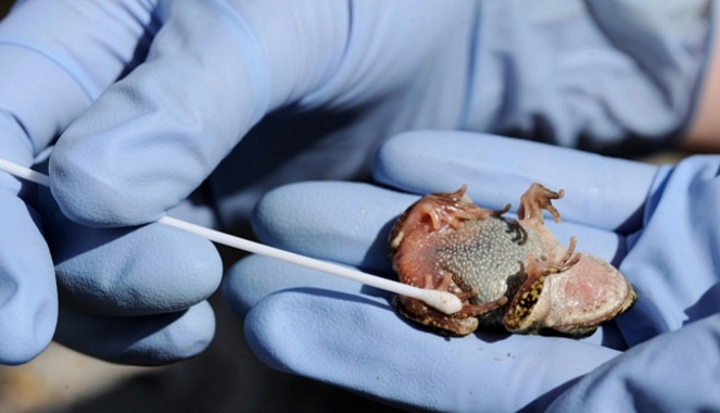 La ‘quitridiomicosis’ está diezmando las poblaciones de anfibios en todo el planeta