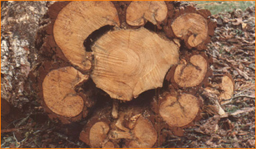 Campaña  madera justa