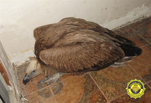 Hallan un buitre leonado con síntomas de desnutrición en una casa abandonada de Castellón