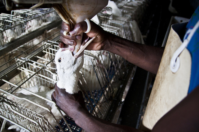 Eurodiputados exigen en Bruselas la prohibición del foie gras en Europa