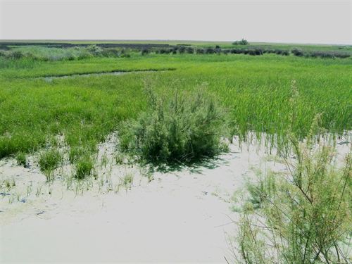 Ecologistas exigen no ceder suelo forestal de Doñana para probar drones