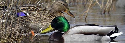 El Tribunal Constitucional ratifica la prohibición del uso de munición con plomo en humedales y en la Red Natura 2000