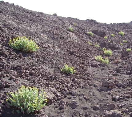 Las plantas que no se autopolinizan tienden a hibridarse con otras especies